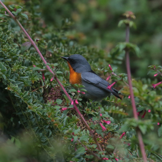 Flame-throated Warbler